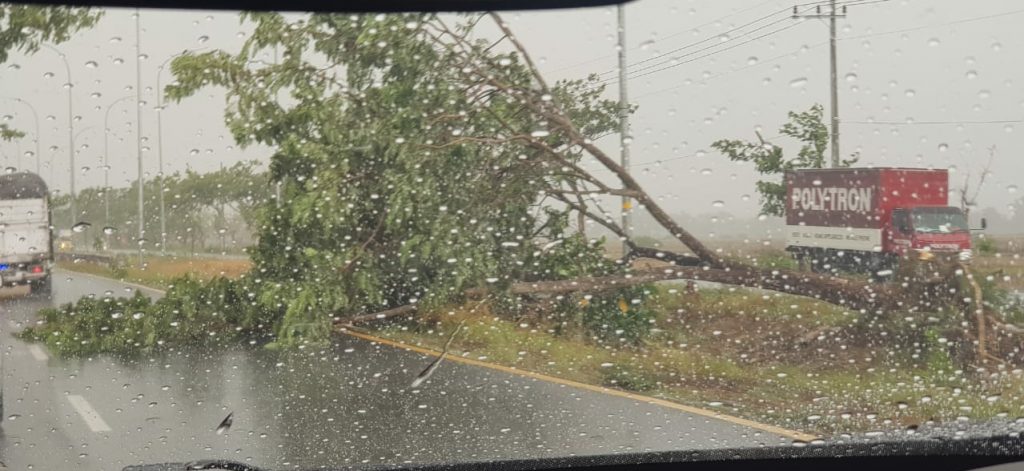 Hujan Deras Yang di Sertai Angin Kencang Banyak Pohon Yang Tumbang