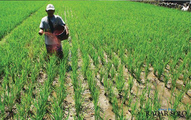 Soal Pupuk NPK Langka, Siapa yang Benar, Petani atau Dinas Pertanian? Komisi B Akan Lakukan Ini