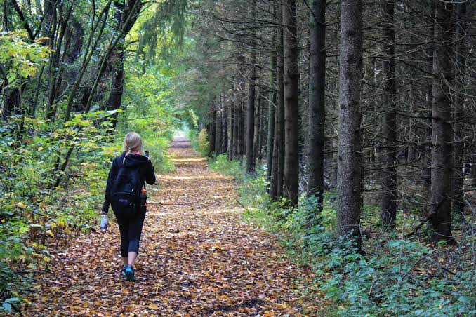 Metode Shinrin-yoku: Jalan di Hutan itu Menyembuhkan