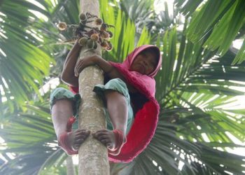 Demi Nafkah, Perempuan Ini Panjat 60 Pohon Pinang Sehari