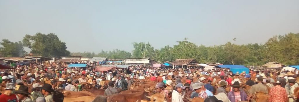 Tak Miliki SKKH-SKKPH, Pengusaha Ternak Sapi Terancam Bisnisnya Jalan Ditempat