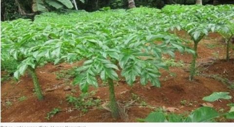 Ingin Coba Tanam Porang, Ini jenis yang Subur di Indonesia