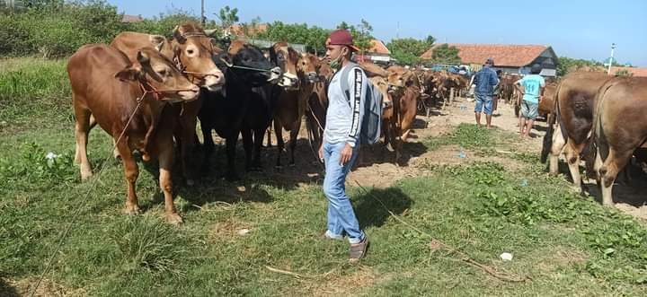 Program Bantuan Sapi 46 Ekor di Sampang Belum Terealisasi