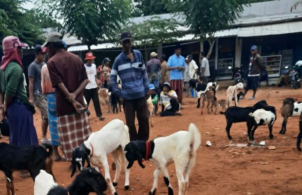 Harga Kambing Mulai Merangkak Naik Jelang Idul Adha