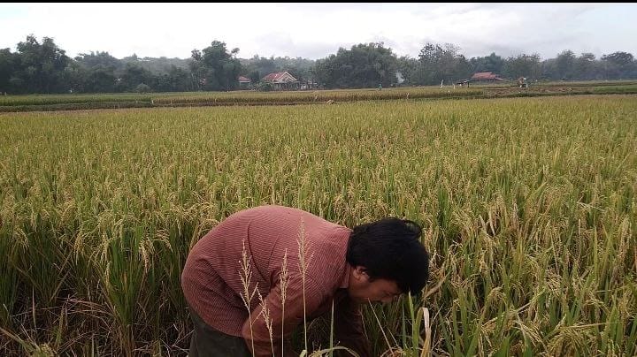 Sulit Air dan Hama Tikus, Sebabkan Panen Padi di Desa Buluh Merosot