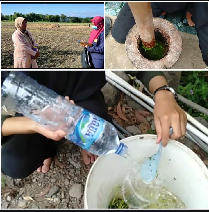 Bangkit Dari Pandemi, Mahasiswi UTM Menyulap Daun Sirsak Menjadi Pestisida
