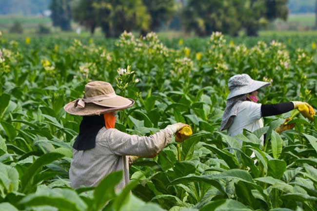 Virus Corona Belum Usai, Petani Tembakau Was-was