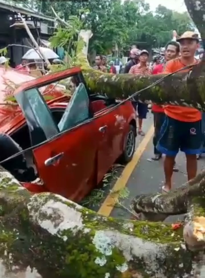 Viral Sebuah Mobil Tertimpa Pohon di Tanah Merah