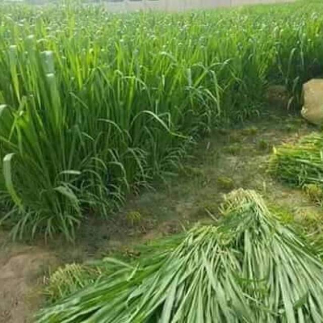 Disperta-KP Anggarkan Ratusan Juta Demi Rumput Pakchong