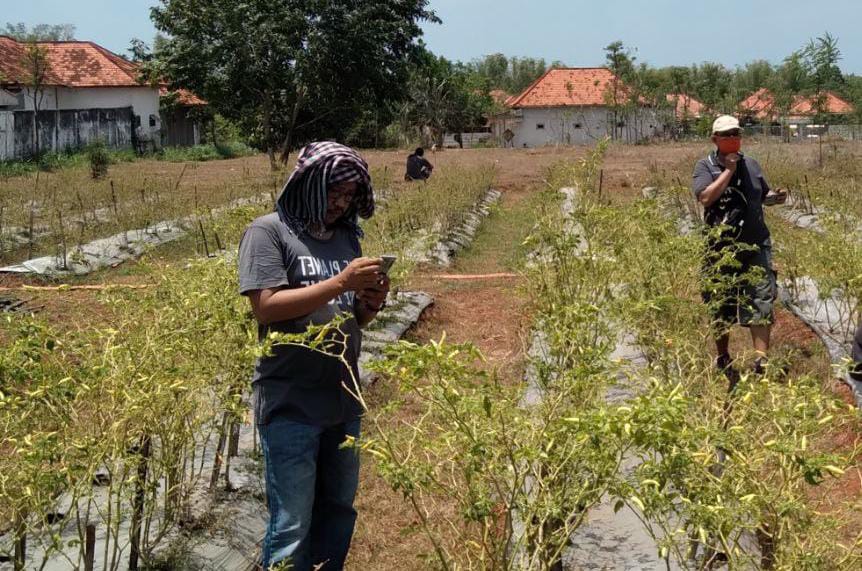 Tenaga Penyuluh Pertanian di Bangkalan Masih Minim