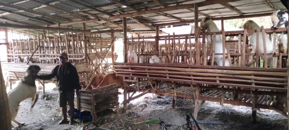 Kisah Moh Holil: Hampir Putus Sekolah, Beternak Kambing, Hingga Miliki Omset Puluhan Juta