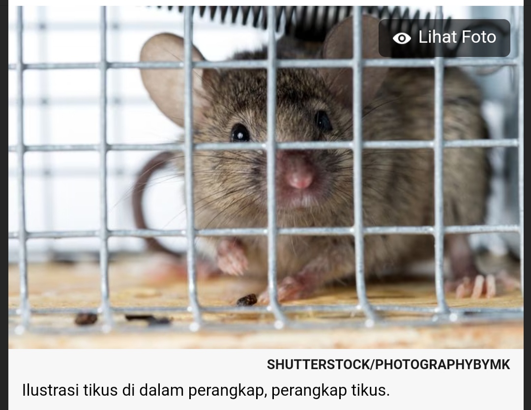 Jebakan Tikus Telah Renggut 23 Nyawa di Jateng