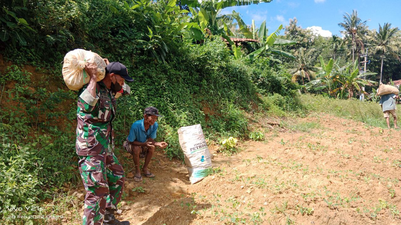 Cerita Babinsa Basoka Bantu Warga Panen Bawang Merah