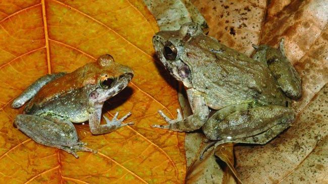 Serupa Tapi Tak Sama: Ini Perbedaan Kodok dan Katak