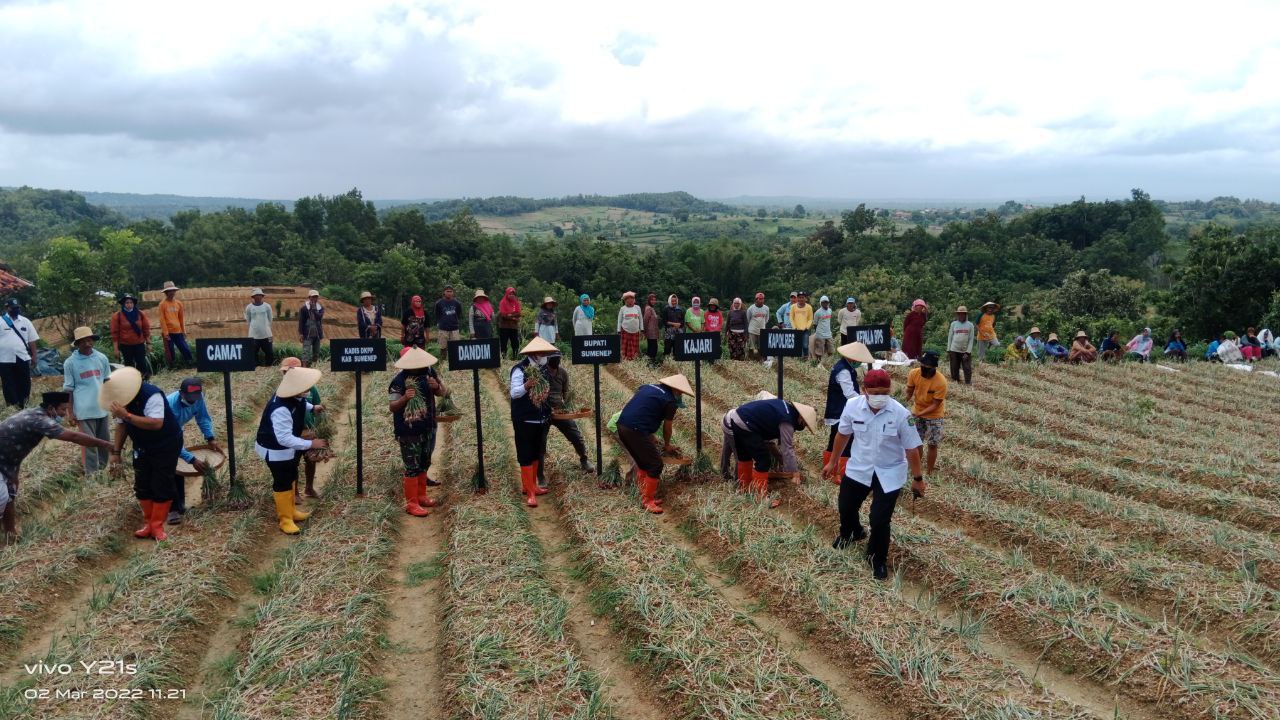 Keseruan Bupati Sumenep Panen Raya Bawang Merah