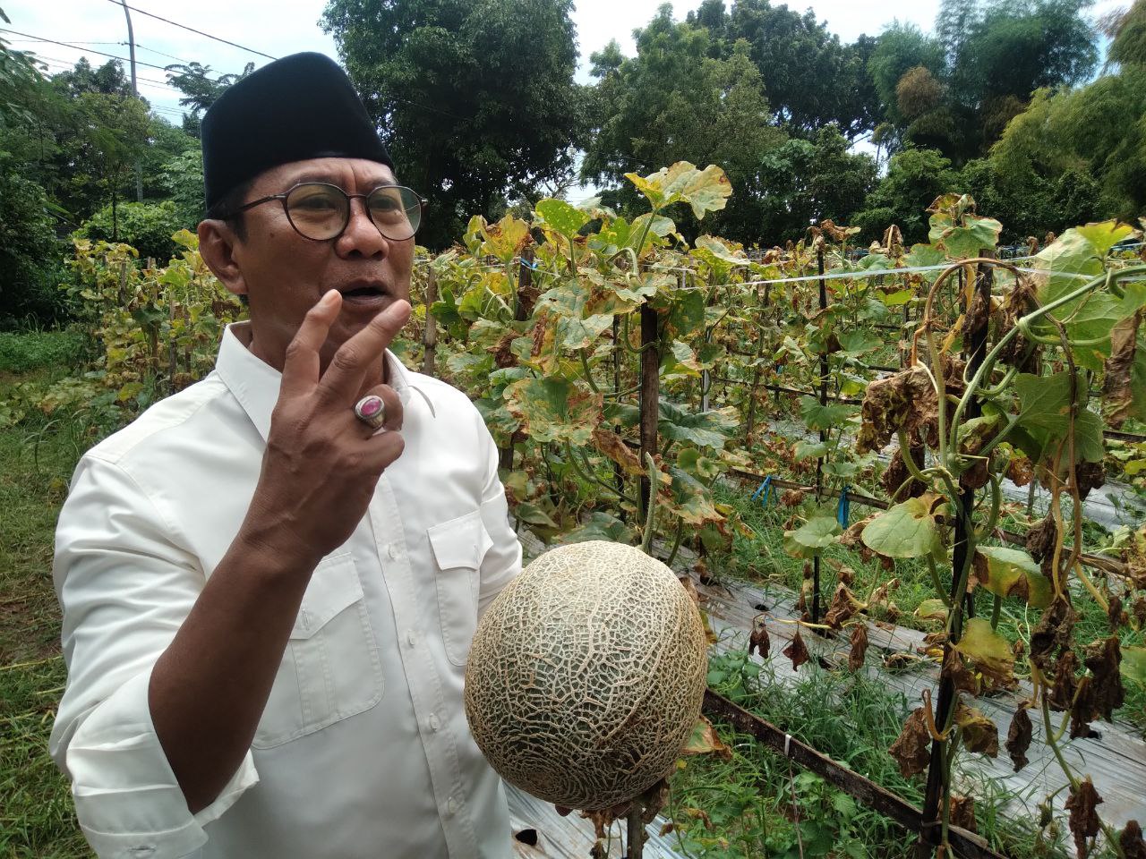 Ra Mondir dan Kebun Melonnya