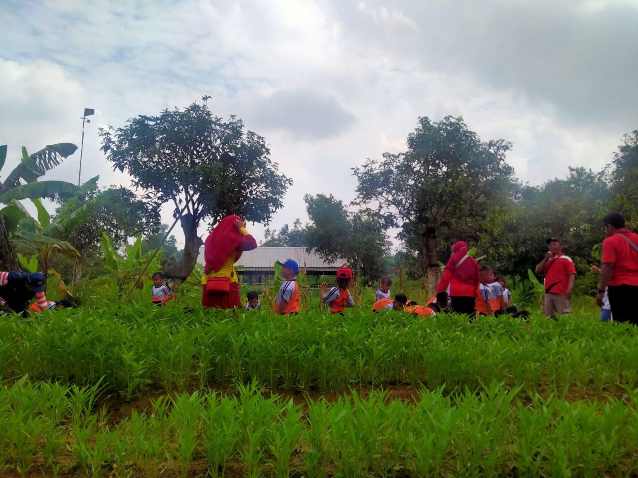 Merancang Pengembangan Kebun Bang Jani Dianggarkan Rp 12 juta