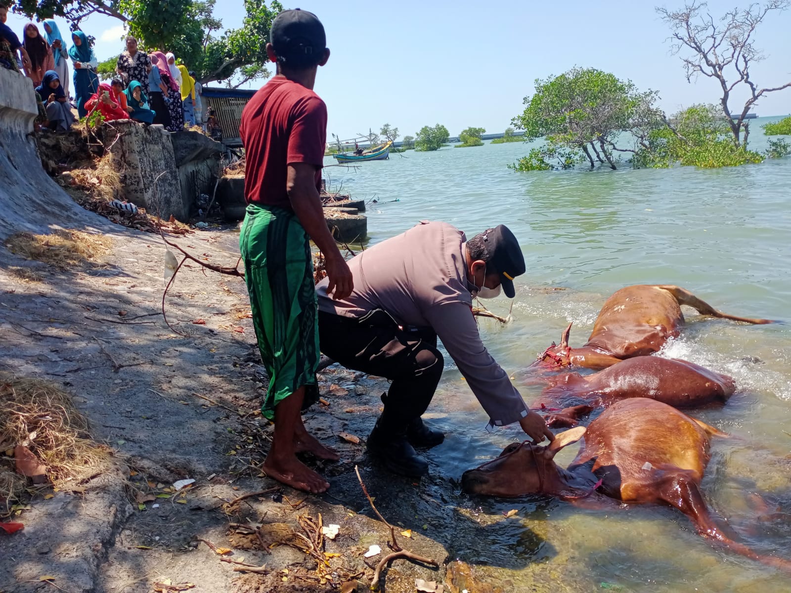 17 Ekor Sapi Mati Mengambang di Perairan Sampang