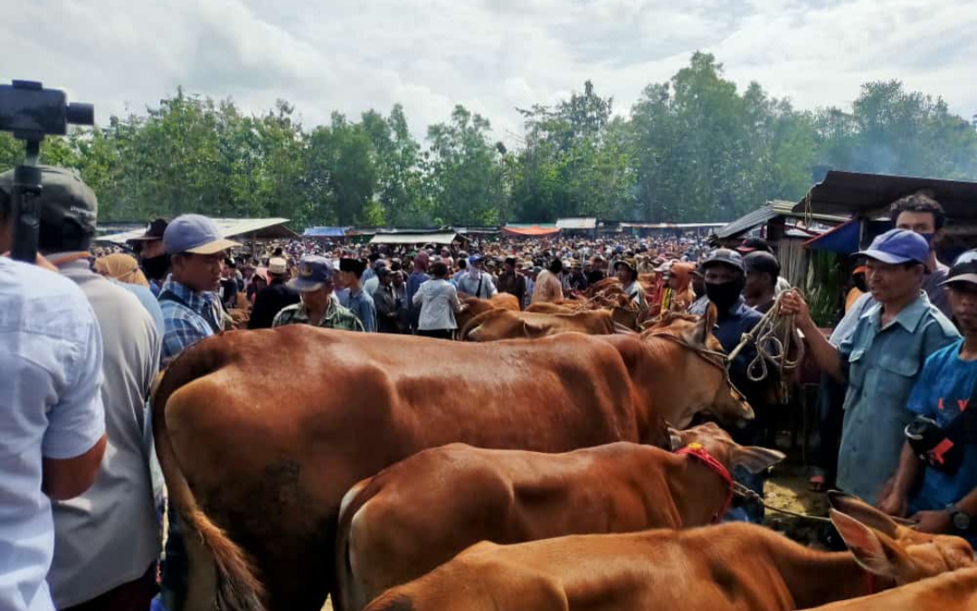 Jangan Panik! Kenali Dulu Tanda-Tanda PMK Pada Hewan Ternak