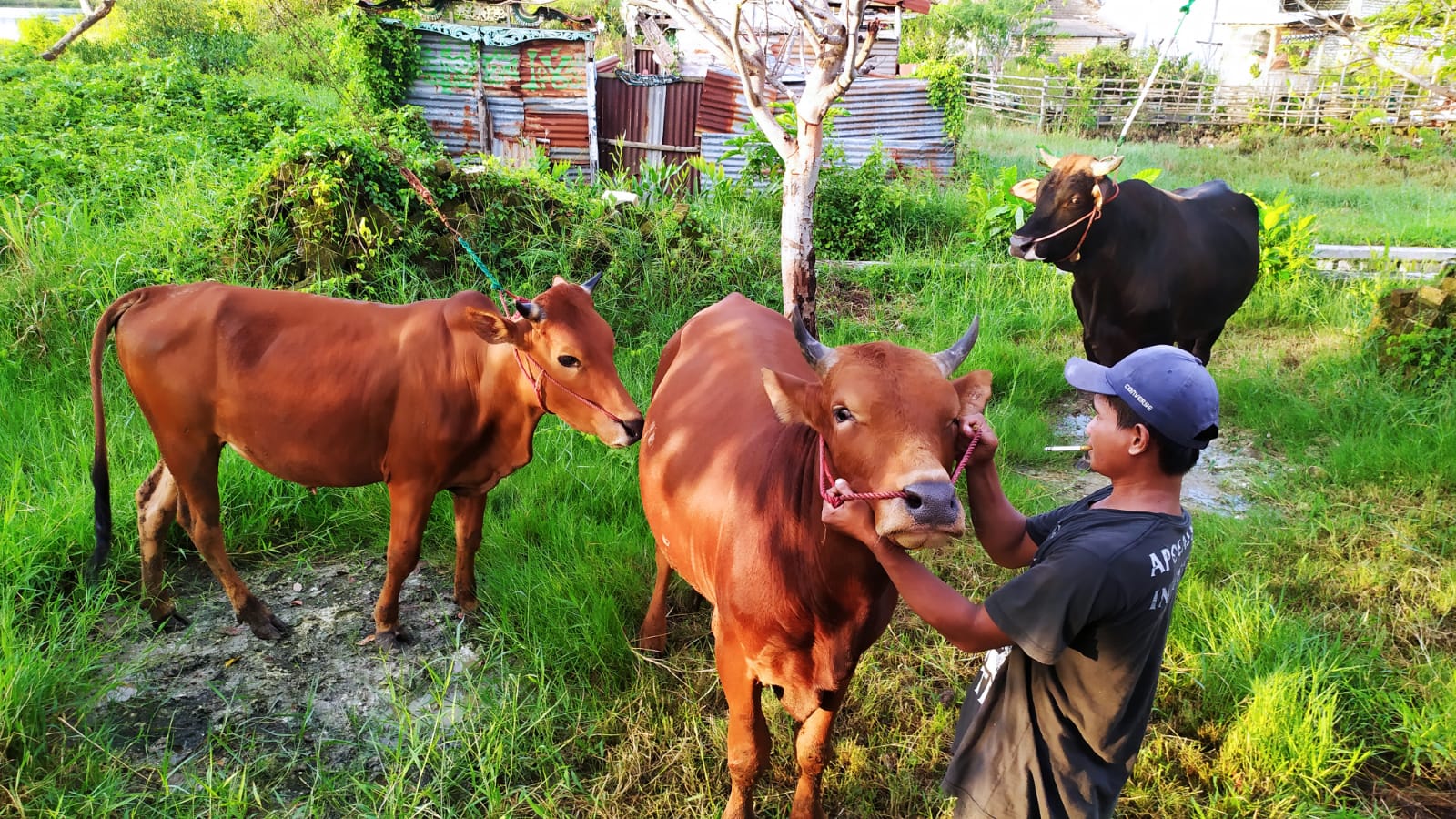 Peternak Minta Pemerintah Gencar Sosialisasi Soal Keamanan Makan Daging Sapi