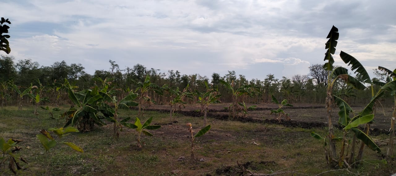 Hanya Ada Dua Jenis Pupuk yang Disubsidi Pemerintah