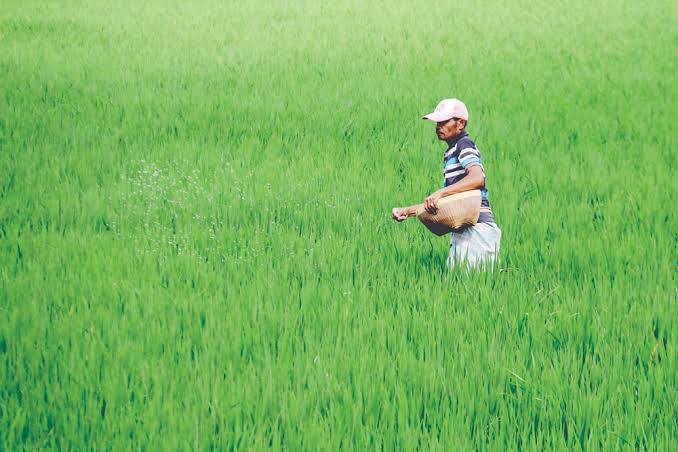 Petani Bangkalan Keluhkan Kelangkaan Pupuk Bersubsidi