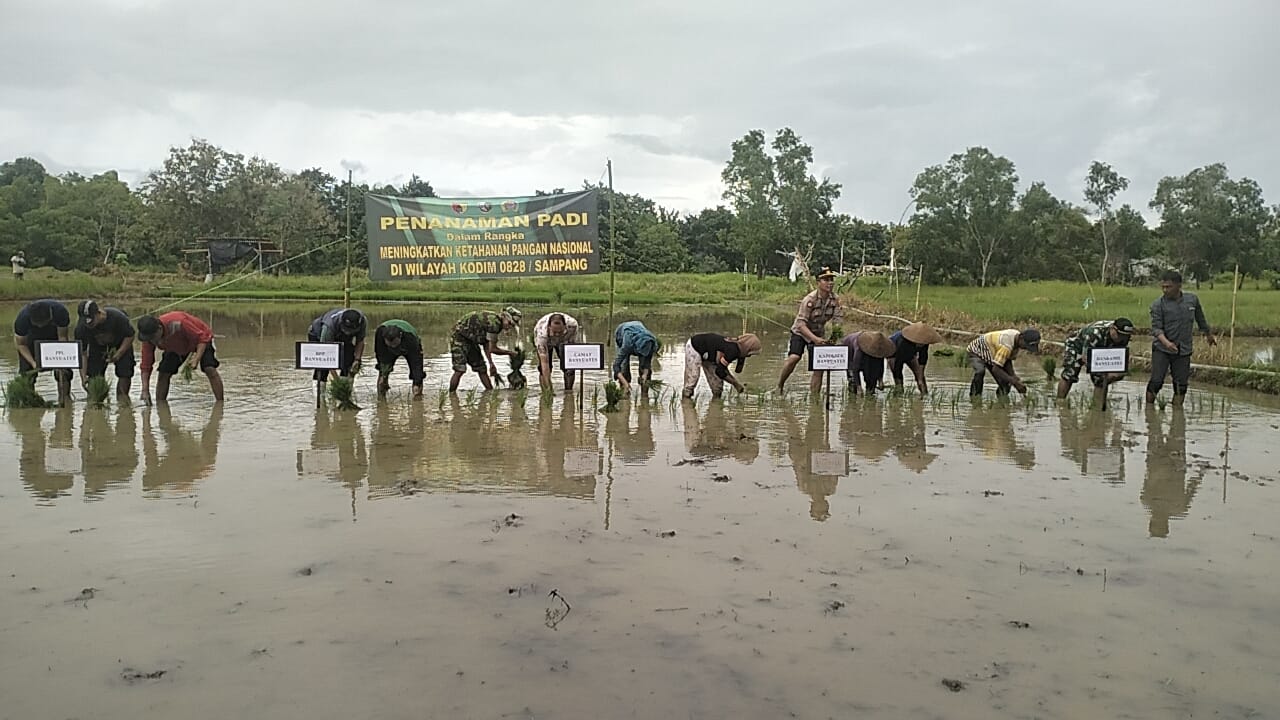 Dukung Program Ketahanan Pangan, Pemdes Nepa Lakukan Penanaman Padi Bersama Koramil 0828/09